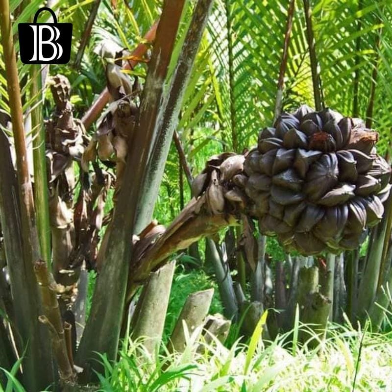 Golpatar Gur price in bd - গোল পাতার গুড় 100% Original - Image 2