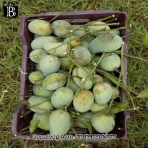 Gopalvog Aam গোপালভোগ আম