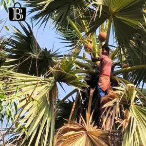taler gur price in bangladesh