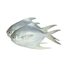 রূপচাঁদা মাছ (সাদা, কালো) - Rupchanda Fish (White, Black) price in bd 100 % authentic