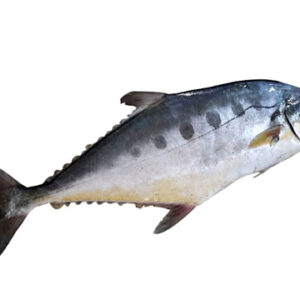 সামুদ্রিক টুনা মাছ - Tuna Fish price in bd 100 % authentic